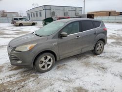 Salvage cars for sale from Copart Bismarck, ND: 2013 Ford Escape SE