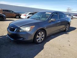 Salvage cars for sale from Copart Albuquerque, NM: 2010 Honda Accord EXL