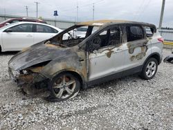 Salvage cars for sale at Lawrenceburg, KY auction: 2013 Ford Escape SE