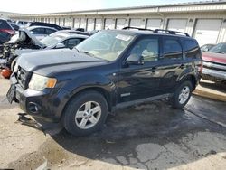 Salvage SUVs for sale at auction: 2008 Ford Escape Limited