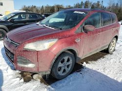 Salvage cars for sale from Copart Cookstown, ON: 2016 Ford Escape SE