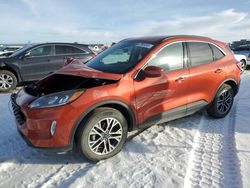 Ford Escape salvage cars for sale: 2020 Ford Escape SEL