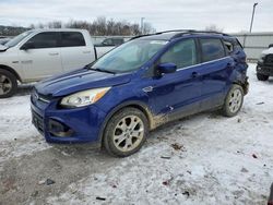 Salvage cars for sale at Lawrenceburg, KY auction: 2013 Ford Escape SE