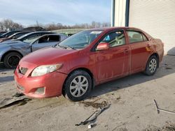 Salvage cars for sale from Copart Cleveland: 2010 Toyota Corolla Base