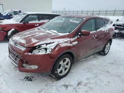 Salvage cars for sale at Portland, MI auction: 2014 Ford Escape SE