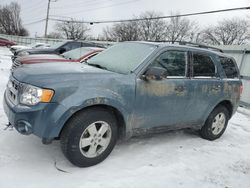 Salvage cars for sale at Moraine, OH auction: 2011 Ford Escape XLT