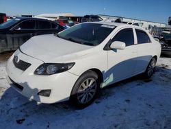 Salvage cars for sale at Brighton, CO auction: 2010 Toyota Corolla Base