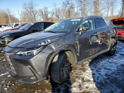 Salvage cars for sale at Marlboro, NY auction: 2024 Lexus NX 350 Base