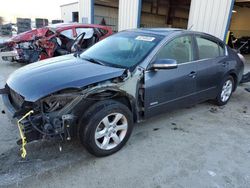 Salvage cars for sale at auction: 2009 Nissan Altima Hybrid