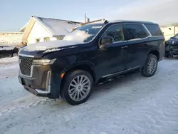 Salvage cars for sale from Copart Northfield, OH: 2023 Cadillac Escalade Premium Luxury