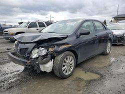 Toyota Corolla salvage cars for sale: 2009 Toyota Corolla Base