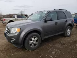 Salvage cars for sale at Columbia Station, OH auction: 2011 Ford Escape XLT