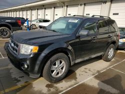 Salvage cars for sale from Copart Louisville, KY: 2009 Ford Escape XLT