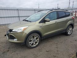 Salvage cars for sale at Appleton, WI auction: 2013 Ford Escape SEL