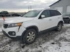 2011 KIA Sorento Base