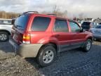 2005 Ford Escape XLT