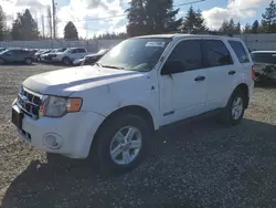 SUV salvage a la venta en subasta: 2008 Ford Escape HEV