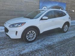 Salvage cars for sale at Blaine, MN auction: 2020 Ford Escape SE