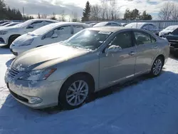 Salvage cars for sale at Bowmanville, ON auction: 2011 Lexus ES 350