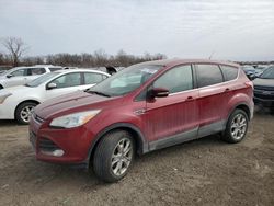 Salvage cars for sale at Des Moines, IA auction: 2013 Ford Escape SEL