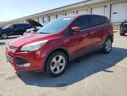Salvage cars for sale at Louisville, KY auction: 2016 Ford Escape SE