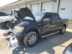Salvage trucks for sale at Louisville, KY auction: 2013 Ford F150 Supercrew
