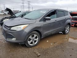 Salvage cars for sale at Elgin, IL auction: 2013 Ford Escape SE