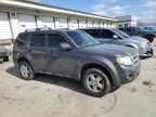 2009 Ford Escape XLT