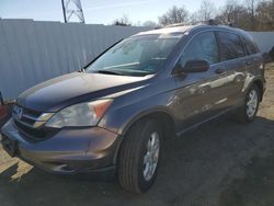 Salvage cars for sale at Windsor, NJ auction: 2011 Honda CR-V SE