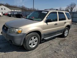 Salvage cars for sale at York Haven, PA auction: 2007 Ford Escape XLT