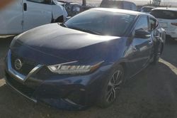 Salvage cars for sale at Albuquerque, NM auction: 2021 Nissan Maxima SV