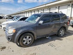 Salvage cars for sale at Louisville, KY auction: 2009 Ford Escape XLT