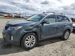 Salvage cars for sale at Eugene, OR auction: 2014 KIA Sorento EX