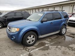 Salvage cars for sale at Louisville, KY auction: 2010 Ford Escape XLT