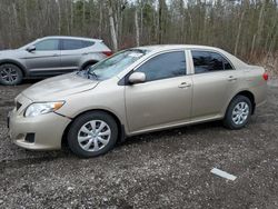 Salvage cars for sale at Bowmanville, ON auction: 2009 Toyota Corolla Base