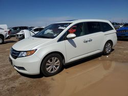 Salvage cars for sale from Copart Amarillo, TX: 2014 Honda Odyssey EXL