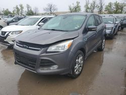 Salvage cars for sale at Bridgeton, MO auction: 2013 Ford Escape SEL