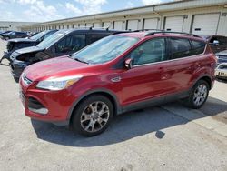 Salvage cars for sale at Louisville, KY auction: 2013 Ford Escape SEL