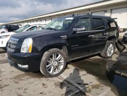 Salvage cars for sale at Louisville, KY auction: 2012 Cadillac Escalade Premium