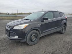 Salvage cars for sale from Copart Ottawa, ON: 2013 Ford Escape SE