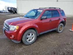 Salvage cars for sale at Rocky View County, AB auction: 2012 Ford Escape XLT