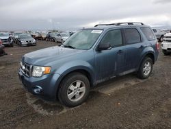 Salvage cars for sale at Helena, MT auction: 2011 Ford Escape XLT