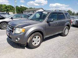 Salvage cars for sale at York Haven, PA auction: 2012 Ford Escape XLT