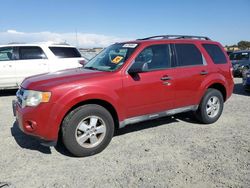 Salvage cars for sale at Antelope, CA auction: 2010 Ford Escape XLT