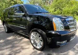 Salvage cars for sale at Chicago Heights, IL auction: 2013 Cadillac Escalade ESV Platinum
