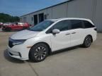 2024 Honda Odyssey EXL