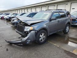 Salvage cars for sale at Louisville, KY auction: 2012 Ford Escape XLT