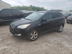 Salvage cars for sale from Copart Lawrenceburg, KY: 2013 Ford Escape SE