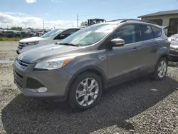 Salvage cars for sale at Eugene, OR auction: 2013 Ford Escape SEL