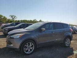 Salvage cars for sale at Des Moines, IA auction: 2013 Ford Escape SEL